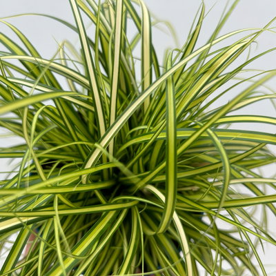 Bio Gartensegge 'Eversheen', gelb-grün, Topf-Ø 12 cm, 3 Pflanzen Bio Gartensegge 'Eversheen', gelb-grün, Topf-Ø 12 cm, 3 Pflanzen