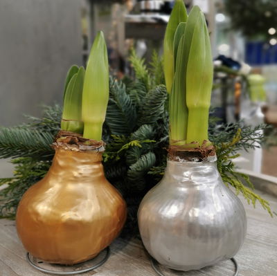 Amaryllis in Wachs XL, Dekor 'Superior Gold', Blüte rot Amaryllis in Wachs XL, Dekor 'Superior Gold', Blüte rot