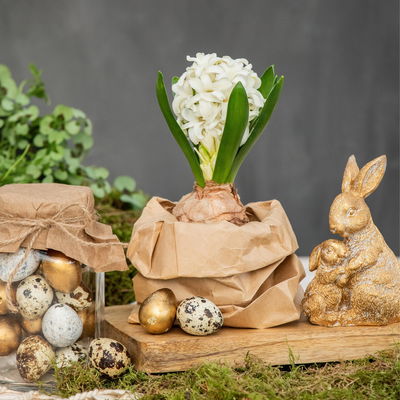 Hyazinthe weiß, vorgetrieben, Topf-Ø 9 cm, 9 Pflanzen