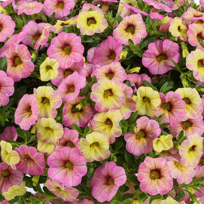 Zauberglöckchen 'Early Diva Cherry', pink-gelb, Topf-Ø 13 cm, 6 Pflanzen