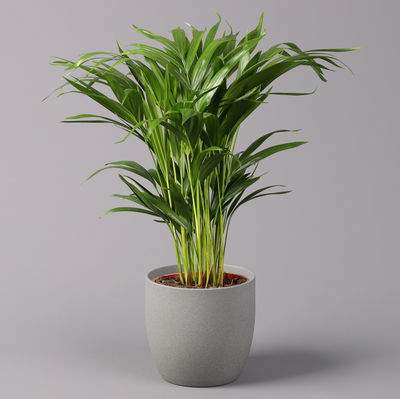 Goldfruchtpalme, Topf-Ø 17 cm, Höhe ca. 60 cm