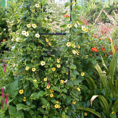 Schwarzäugige Susanne gelb, Pyramide, Topf -Ø 17 cm, Höhe ca. 60 cm