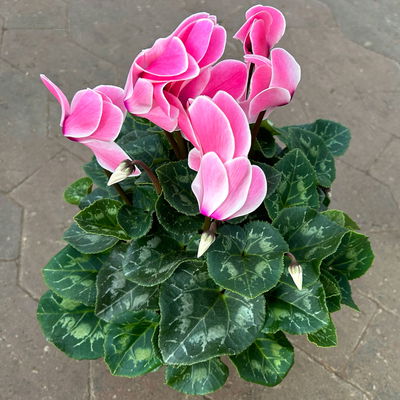 Alpenveilchen 'Meine Beste', pink, Topf-Ø 13 cm, 3 Pflanzen