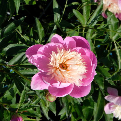 Kölles Beste Edel-Pfingstrose 'Bowl of Beauty' rosa-weiß, 3 Liter Topf Kölles Beste Edel-Pfingstrose 'Bowl of Beauty' rosa-weiß, 3 Liter Topf