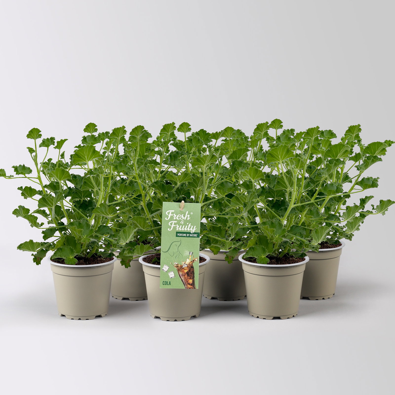 Duftgeranie 'Freshfruity® Cola Fresh', Topf-Ø 12 cm, 6 Pflanzen Duftgeranie 'Freshfruity® Cola Fresh', Topf-Ø 12 cm, 6 Pflanzen