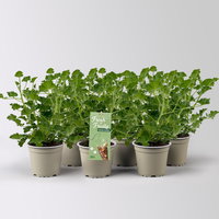 Duftgeranie 'Freshfruity® Cola Fresh', Topf-Ø 12 cm, 6 Pflanzen Duftgeranie 'Freshfruity® Cola Fresh', Topf-Ø 12 cm, 6 Pflanzen