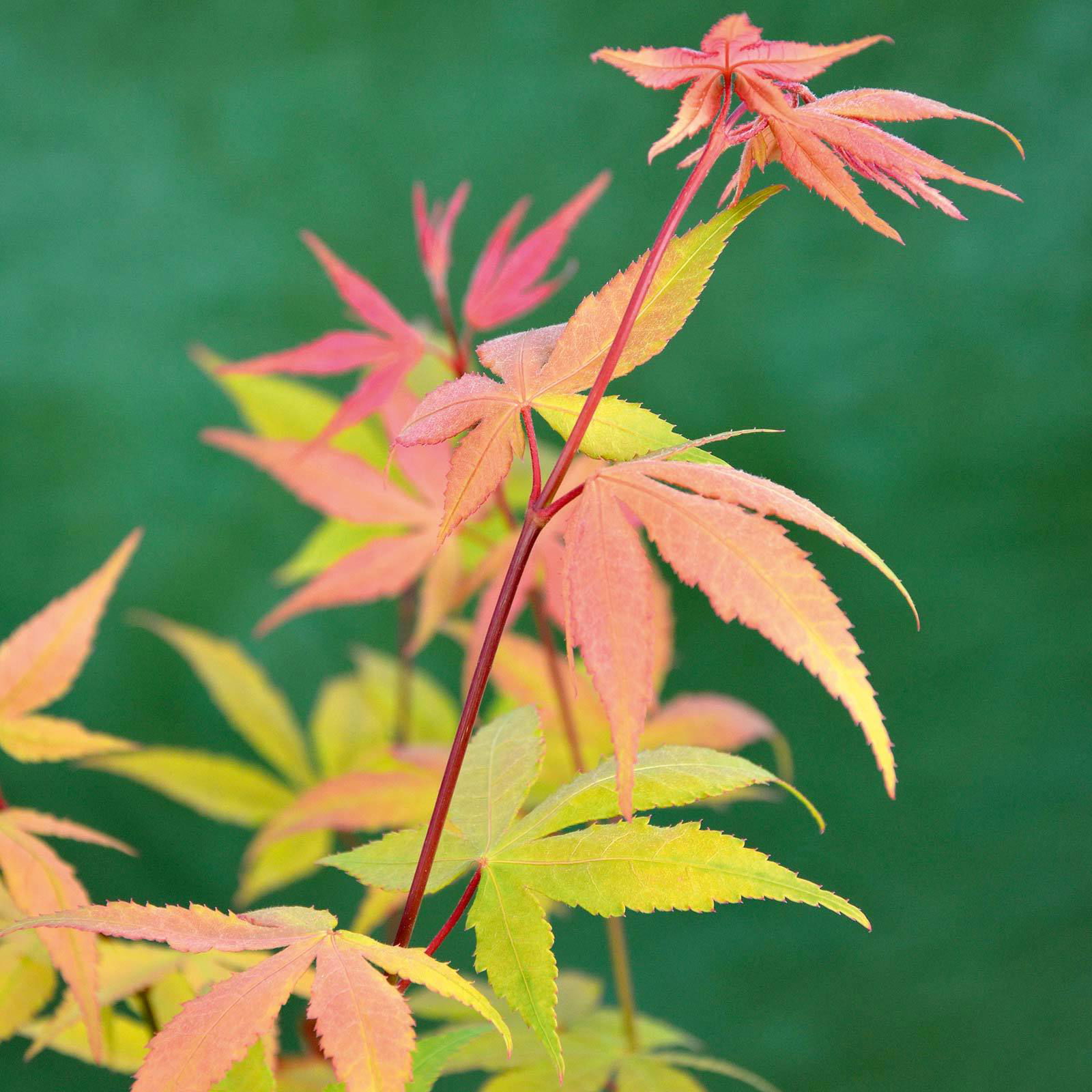 Japanischer Fächerahorn 'Osakazuki', Höhe 40 - 60 cm, Topf-Ø 19 cm