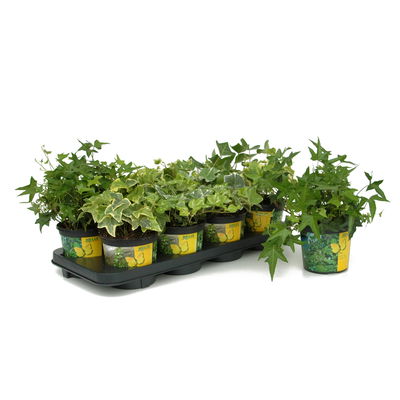 Efeu in bunten Sorten, 6er-Set, 13 cm Ø Topf