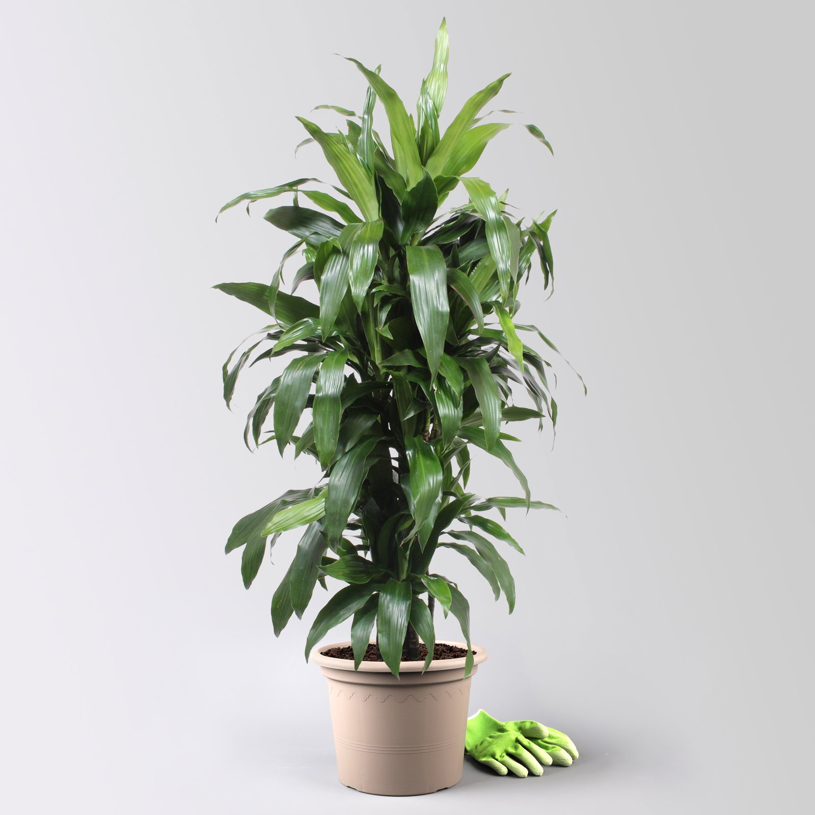 Drachenbaum 'Janet Craig', Topf-Ø 30 cm, , Höhe ca. 150 cm