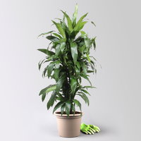 Drachenbaum 'Janet Craig', Topf-Ø 30 cm, , Höhe ca. 150 cm