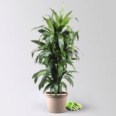 Drachenbaum 'Janet Craig', Topf-Ø 30 cm, , Höhe ca. 150 cm