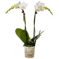 Phalaenopsis, Weißtöne, 2 Rispen, Topf-Ø 9 cm, Höhe ca. 30 cm