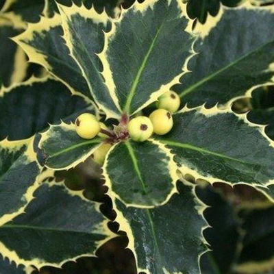 Buntlaubige Stechpalmen - Ilex, 2er-Set, Höhe 30-40 cm, Topf je 5 Liter Buntlaubige Stechpalmen - Ilex, 2er-Set, Höhe 30-40 cm, Topf je 5 Liter