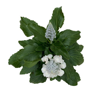 Mehliger Salbei, weiß, Topf-Ø ca. 12/13 cm, 6 Pflanzen