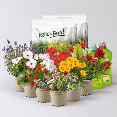 Pflanzenkreation Bunter Sommer, groß, 6 Pflanzen inkl. Erde und Dünger Pflanzenkreation Bunter Sommer, groß, 6 Pflanzen inkl. Erde und Dünger
