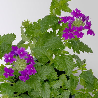 Eisenkraut blau, Topf-Ø 12 cm, 6 Stück