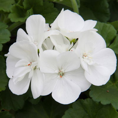 Geranie weiß, stehend, Topf-Ø 13 cm, 6 Stück Geranie weiß, stehend, Topf-Ø 13 cm, 6 Stück