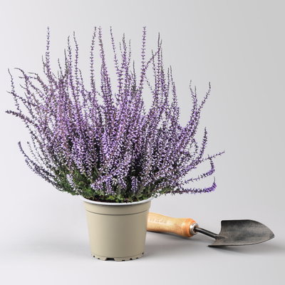Knospenheide 'Picasso', lila gefärbt, Topf-Ø 12 cm, 6 Pflanzen Knospenheide 'Picasso', lila gefärbt, Topf-Ø 12 cm, 6 Pflanzen