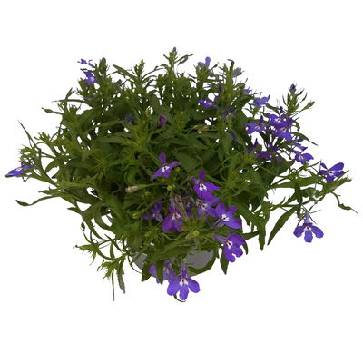 Hänge-Lobelie blau, Topf-Ø 12 cm, 6er-Set