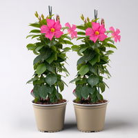 Dipladenie rosa, Pyramide, Topf-Ø 14 cm, Höhe ca. 50 cm, 2 Pflanzen