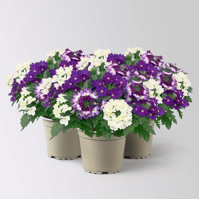 Eisenkraut 'Trio', blau-weiß, Topf-Ø 12 cm, 3 Pflanzen