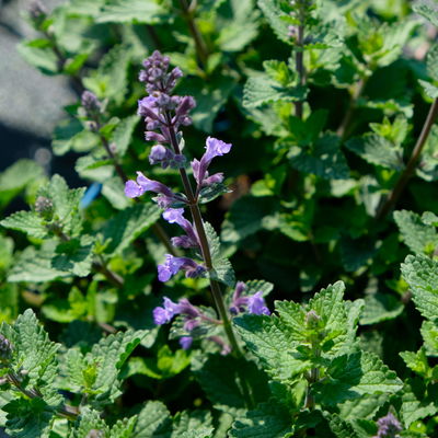 Zwerg-Katzenminze 'Purrsian Blue' blau, Topf 3 Liter