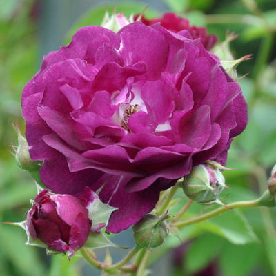 Kletterrose 'Rosengarten Zweibrücken®', purpur-violett, Topf 5 Liter Kletterrose 'Rosengarten Zweibrücken®', purpur-violett, Topf 5 Liter