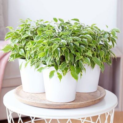 Birkenfeige 'Kinky' in Keramiktopf weiß, Topf-Ø 12 cm, Höhe ca. 25 cm, 3er-Set Birkenfeige 'Kinky' in Keramiktopf weiß, Topf-Ø 12 cm, Höhe ca. 25 cm, 3er-Set