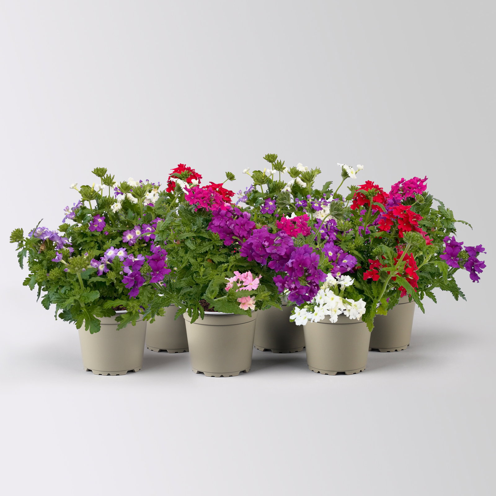 Eisenkraut 'Trio', bunt, Topf-Ø 12 cm, 6 Pflanzen Eisenkraut 'Trio', bunt, Topf-Ø 12 cm, 6 Pflanzen
