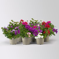 Eisenkraut 'Trio', bunt, Topf-Ø 12 cm, 6 Pflanzen Eisenkraut 'Trio', bunt, Topf-Ø 12 cm, 6 Pflanzen