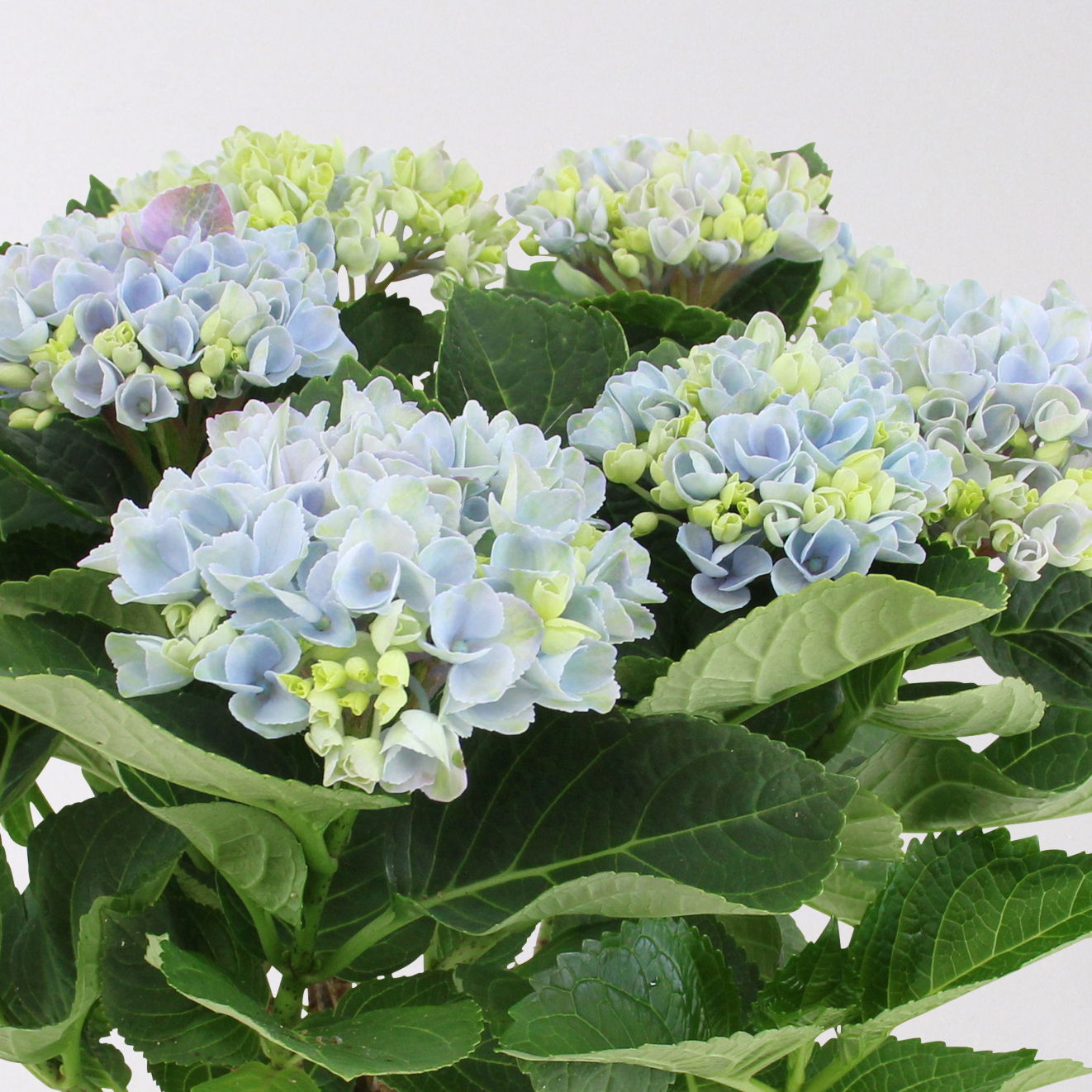 Hortensie 'Magical Revolution®' blau, Topf-Ø 12cm, H: 30 cm