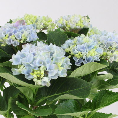 Hortensie 'Magical Revolution®' blau, Topf-Ø 14cm