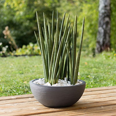 Eda Pflanzschale 'Graphit Ella', anthrazit, ca. Ø 40 x H 16,5 cm Eda Pflanzschale 'Graphit Ella', anthrazit, ca. Ø 40 x H 16,5 cm