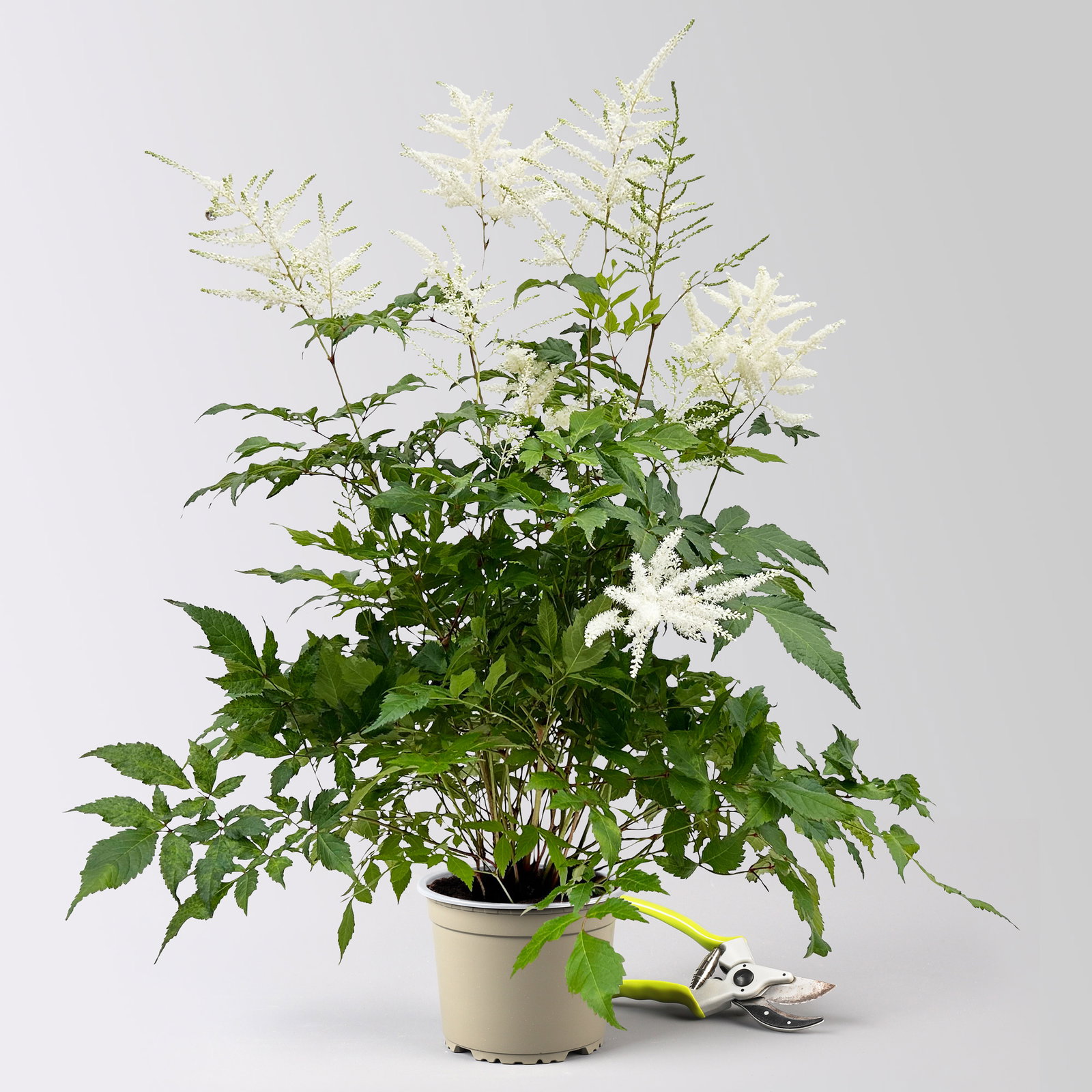 Astilbe arendsii, weiß, Topf-Ø 15 cm, 2 Pflanzen Astilbe arendsii, weiß, Topf-Ø 15 cm, 2 Pflanzen