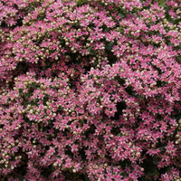 Fetthenne hellrosa, Topf Ø 12 cm, 3 Pflanzen