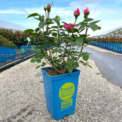 Englische Rose 'Gertrude Jekyll' (Ausbord) David Austin, rosa, Topf 5 Liter