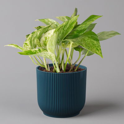 Efeutute 'Marble Queen' inkl. Übertopf Vibes blau, Topf-Ø 12 cm, Höhe ca. 15 cm Efeutute 'Marble Queen' inkl. Übertopf Vibes blau, Topf-Ø 12 cm, Höhe ca. 15 cm