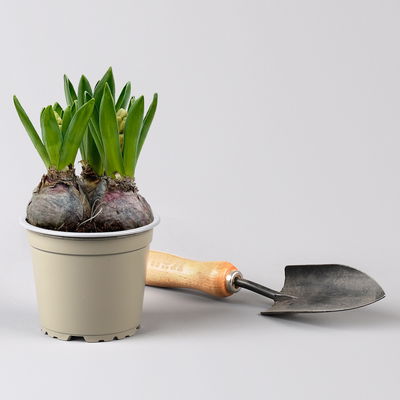 Hyazinthe gelb & orange, vorgetrieben, Topf-Ø 12 cm, 6 Pflanzen