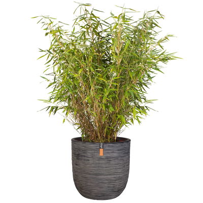 Capi Europe Pflanzgefäß 'Rib Cullen', anthrazit, ca. Ø 35 x H 34 cm Capi Europe Pflanzgefäß 'Rib Cullen', anthrazit, ca. Ø 35 x H 34 cm