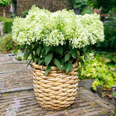 Rispenhortensie 'Whitelight'®, 3er-Set, Höhe 40-60 cm, Topf 5 Liter Rispenhortensie 'Whitelight'®, 3er-Set, Höhe 40-60 cm, Topf 5 Liter