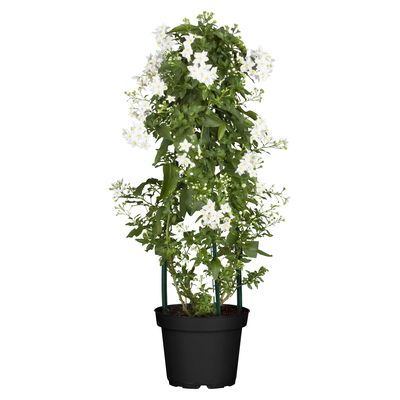 Sommerjasmin, Pyramide, weiß, Topf 14 cm Ø, Höhe ca. 60 cm