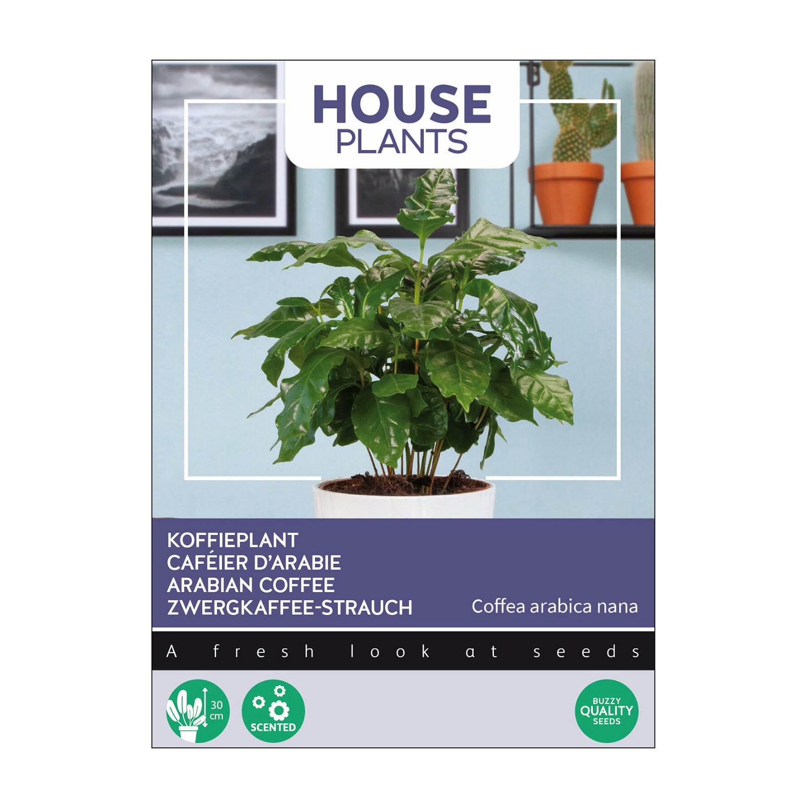 Zimmerpflanzensamen, Kaffeepflanze, 15 Samen