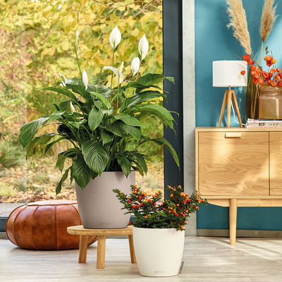 Lechuza 'Classico Color 43', sandbraun, ca. Ø 42 x H 39,5 cm Lechuza 'Classico Color 43', sandbraun, ca. Ø 42 x H 39,5 cm