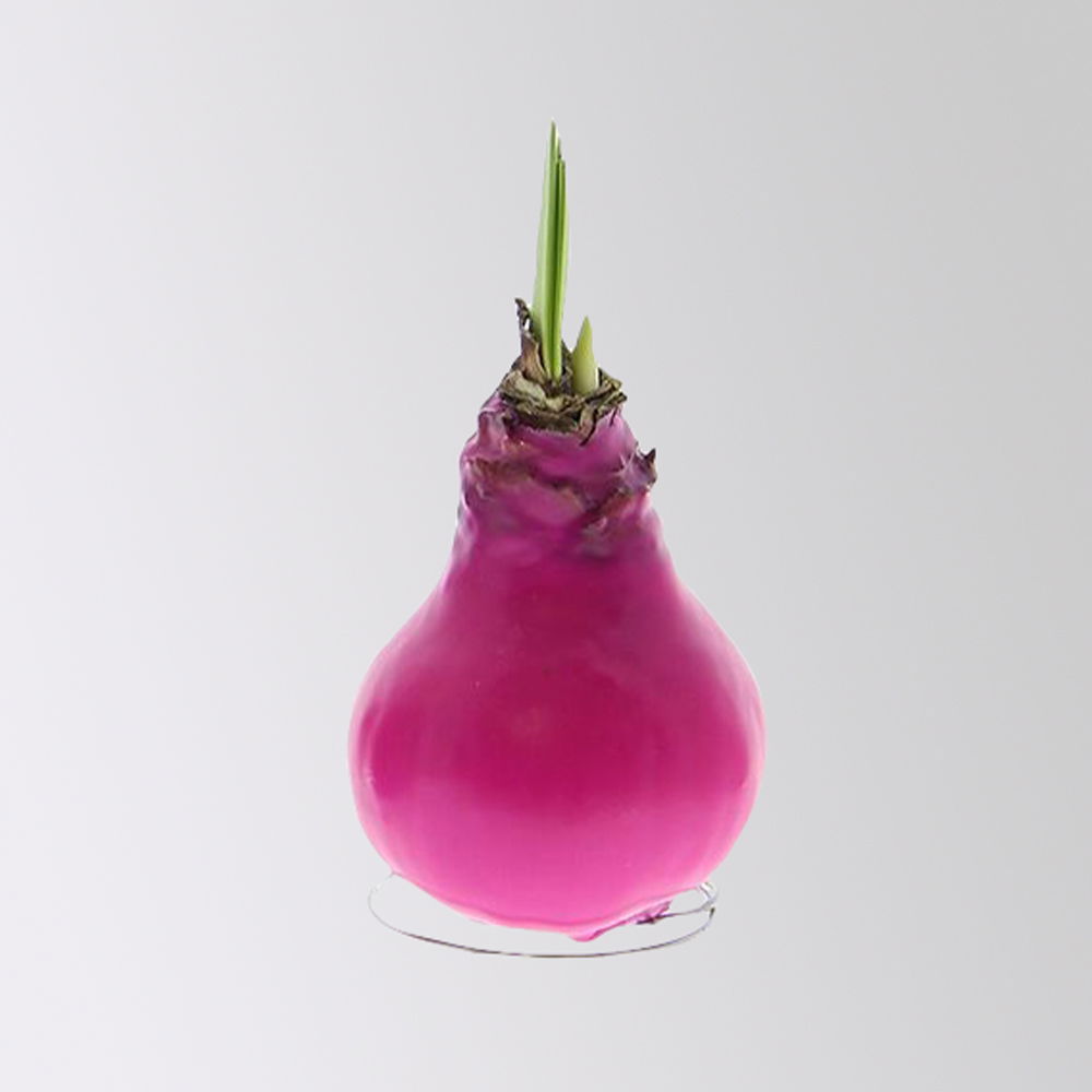 Amaryllis in Wachs, Dekor 'Create Pink', Farbe zufällig, Blüte rot, 2 Pflanzen