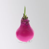 Amaryllis in Wachs, Dekor 'Create Pink', Farbe zufällig, Blüte rot, 2 Pflanzen