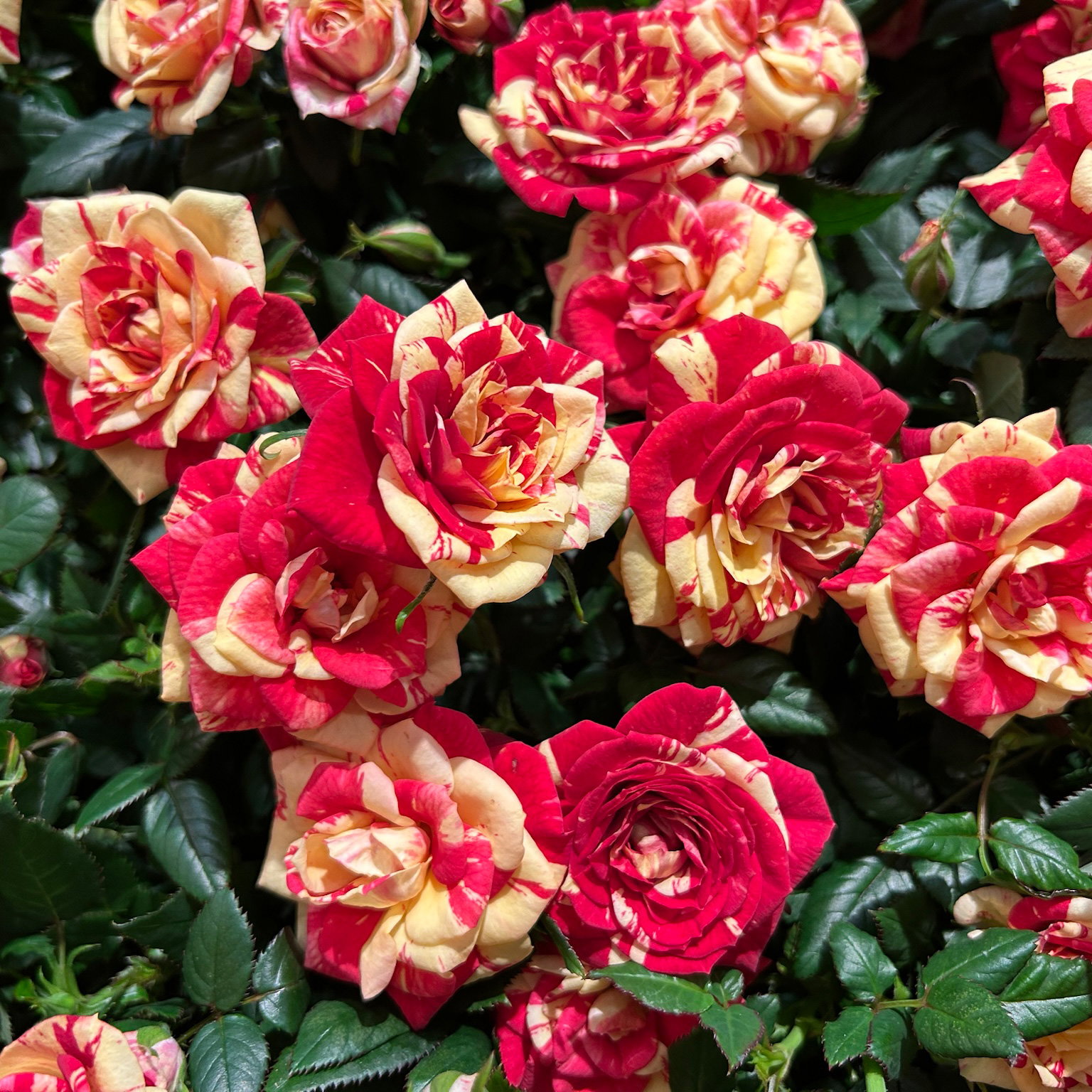 Rose 'Liss', rot-gelb, Topf-Ø 10,5 cm, 3 Pflanzen Rose 'Liss', rot-gelb, Topf-Ø 10,5 cm, 3 Pflanzen