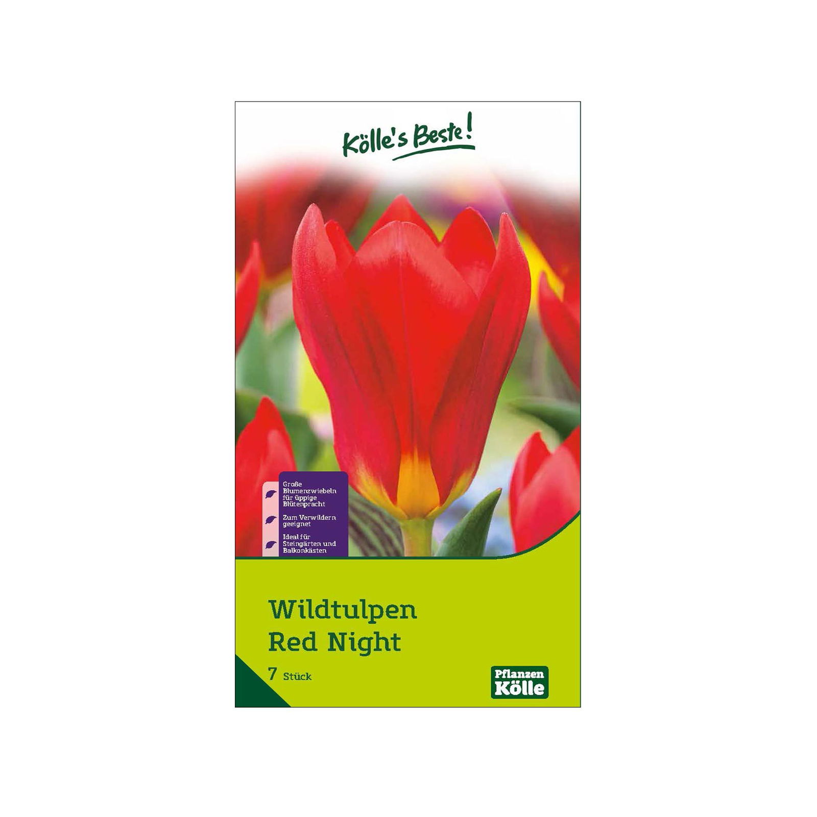 Wildtulpen 'Red Night', rot, Größe 11/12, 7 Blumenzwiebeln