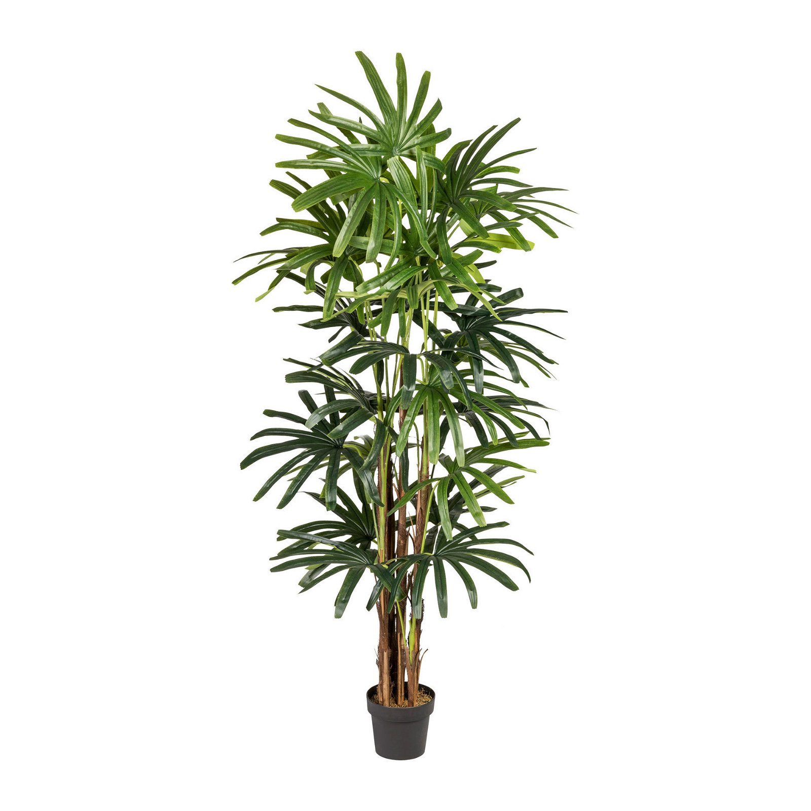 Kunstpflanze Raphis-Palme, Höhe ca. 200 cm