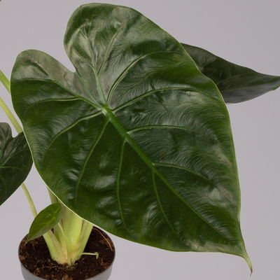 Alocasia 'Wentii', Topf-Ø 17 cm, Höhe ca. 60 cm