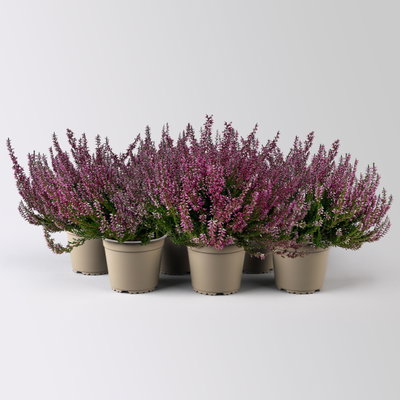Knospenheide, lila, Topf-Ø 12 cm, 6 Pflanzen Knospenheide, lila, Topf-Ø 12 cm, 6 Pflanzen